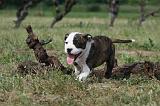 AMSTAFF  PUPPIES 107